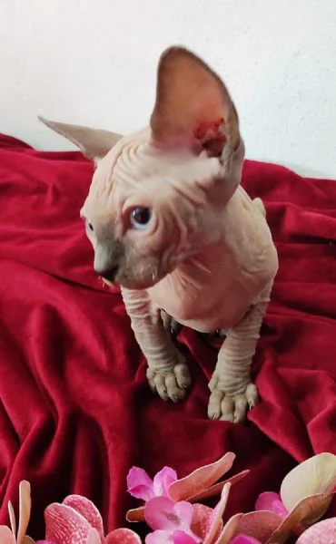 MASCHIETTO GATTINO ELFO STREAT  SPHYNX GATTO NUDO  | Foto 1