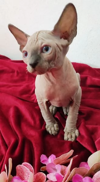 MASCHIETTO GATTINO ELFO STREAT  SPHYNX GATTO NUDO  | Foto 0
