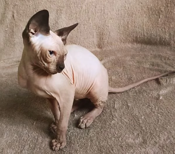 Cucciolo gattino Maschio ELFO STRAIGHT SPHYNX GATTO NUDO  | Foto 2