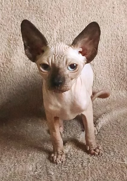Cucciolo gattino Maschio ELFO STRAIGHT SPHYNX GATTO NUDO 