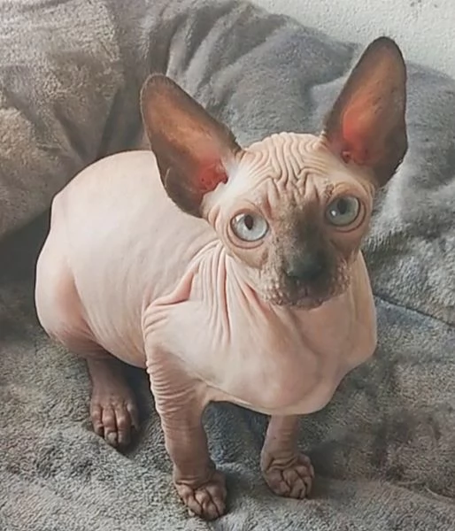 GATTINO MASCHIO ELF SPHYNX GATTO NUDO  | Foto 2