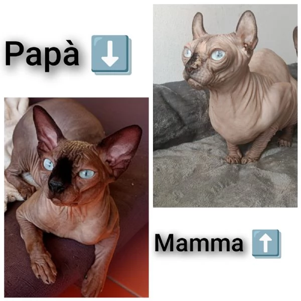 GATTINO MASCHIO ELF SPHYNX GATTO NUDO  | Foto 0
