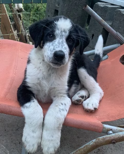 3 cuccioli cane quasi 3 mesi. | Foto 0