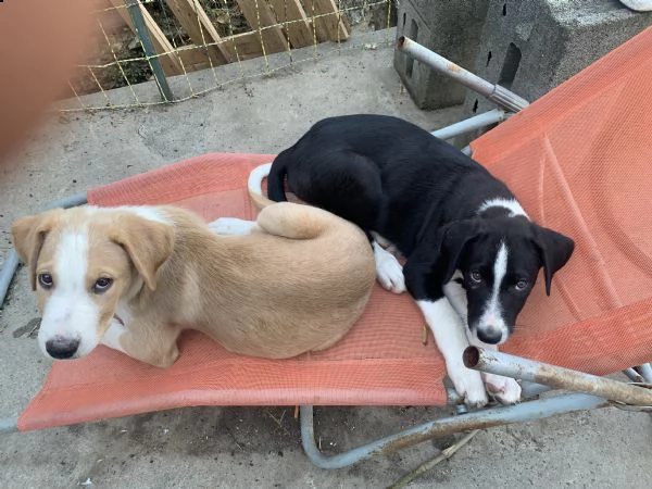 3 cuccioli cane quasi 3 mesi.