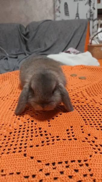 conigli nani ariete  | Foto 0