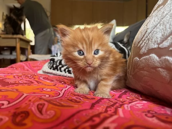 Cucciolo di Maine coon red tabby  | Foto 4