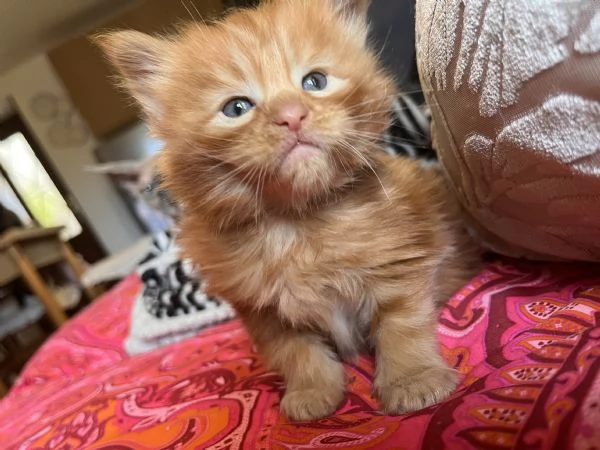 Cucciolo di Maine coon red tabby  | Foto 3