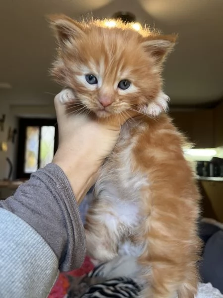 Cucciolo di Maine coon red tabby 