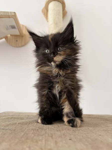 Cuccioli Maine coon nati il 23122025 | Foto 6