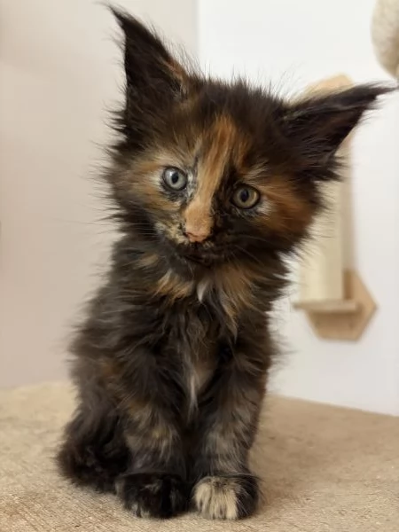 Cuccioli Maine coon nati il 23122025 | Foto 5