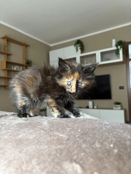 Cuccioli Maine coon nati il 23122025 | Foto 4