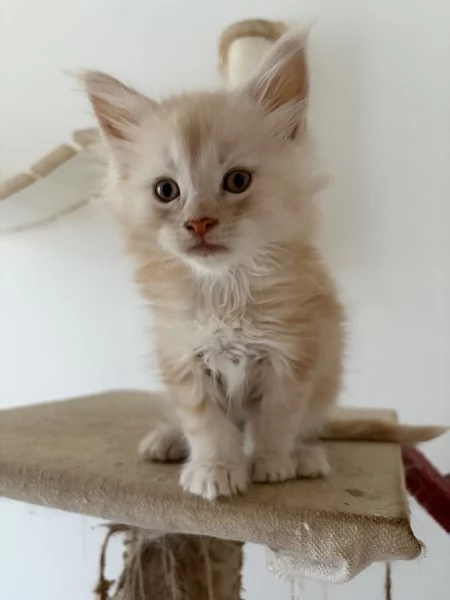 Cuccioli Maine coon nati il 23122025 | Foto 3