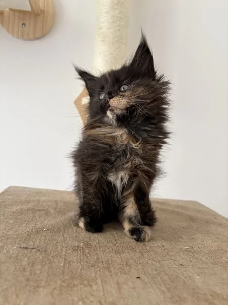 Cuccioli Maine coon nati il 23122025 | Foto 2