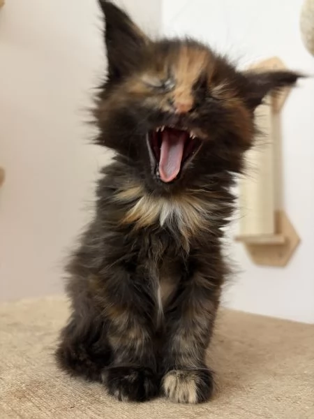 Cuccioli Maine coon nati il 23122025 | Foto 0