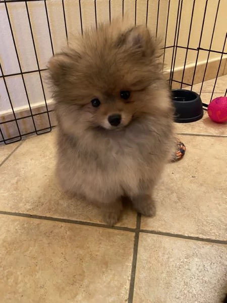 cucciolo di pomerania  | Foto 2