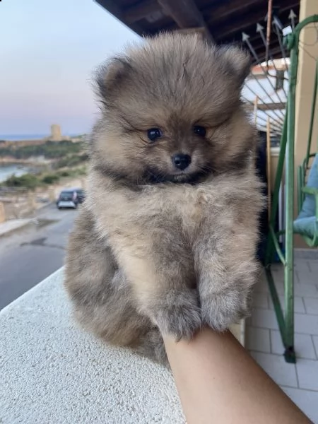 cucciolo di pomerania  | Foto 1