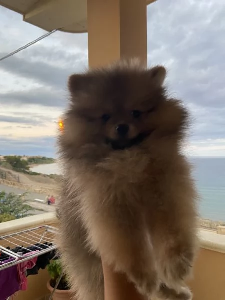 cucciolo di pomerania  | Foto 0