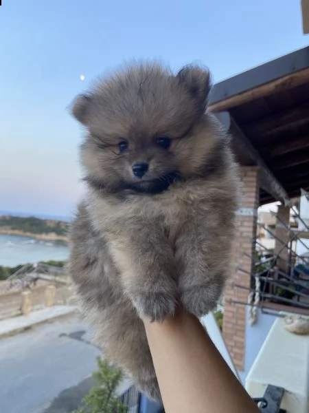 cucciolo di pomerania 