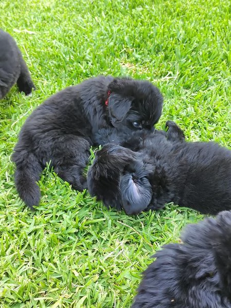 cucciole terranova | Foto 3