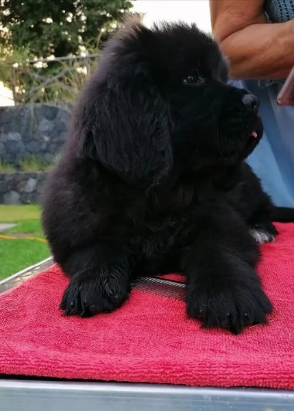 cucciole terranova | Foto 1