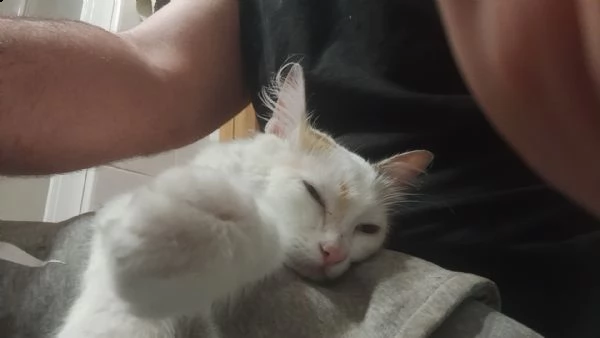 micia bianca super coccolona 