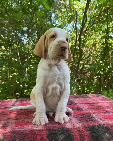 bracco italiano rüde welpen ha un pedigree fci | Foto 0