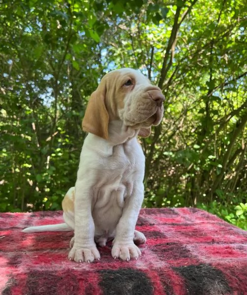 bracco italiano rüde welpen ha un pedigree fci