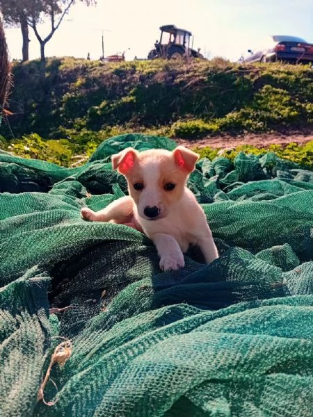 Disponibili 5 cuccioli taglia piccola  | Foto 4