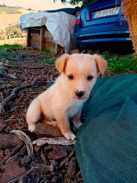 Disponibili 5 cuccioli taglia piccola  | Foto 3