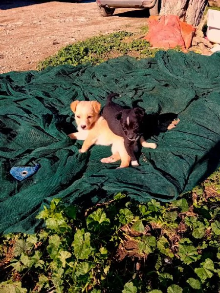 Disponibili 5 cuccioli taglia piccola 