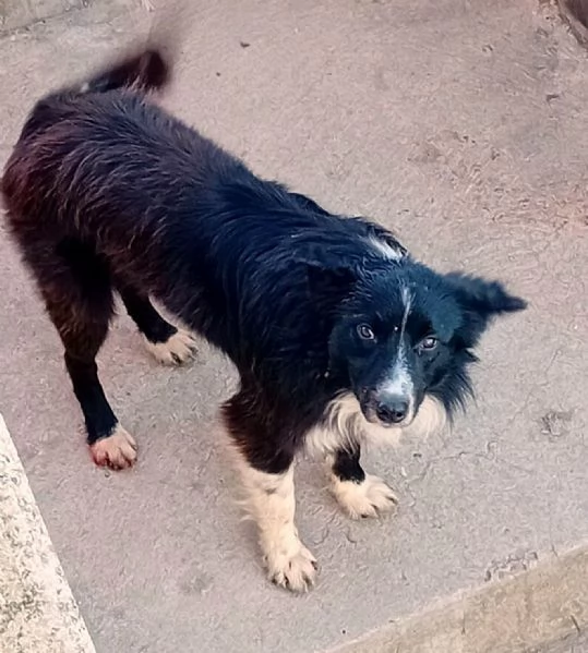 Disponibili 5 cuccioli taglia piccola  | Foto 2