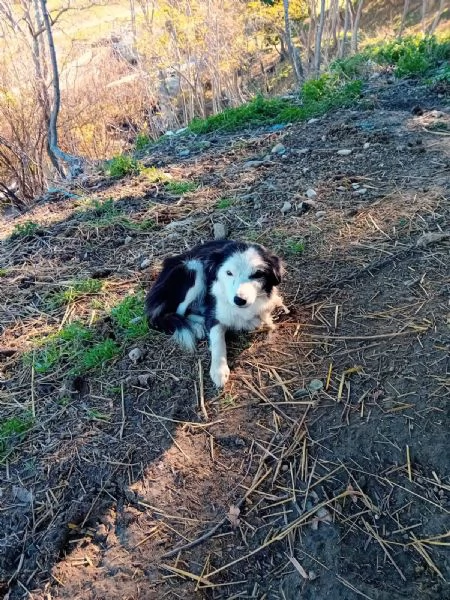 Disponibili 5 cuccioli taglia piccola  | Foto 0