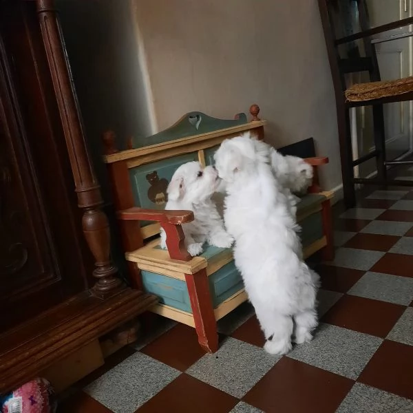 disponibile ulrimi cucciolo di maltese maschioe femmina | Foto 1