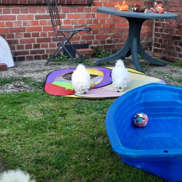 disponibile ulrimi cucciolo di maltese maschioe femmina | Foto 0