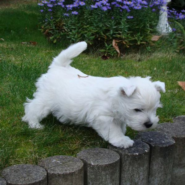 splendida cucciolata di west highland white terrier | Foto 4