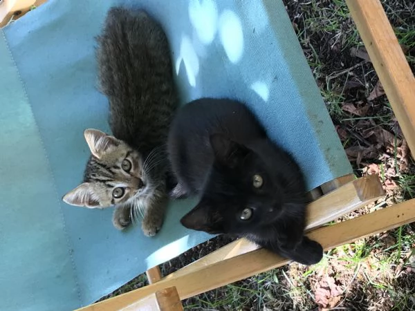 regalo gattini di tre mesi 