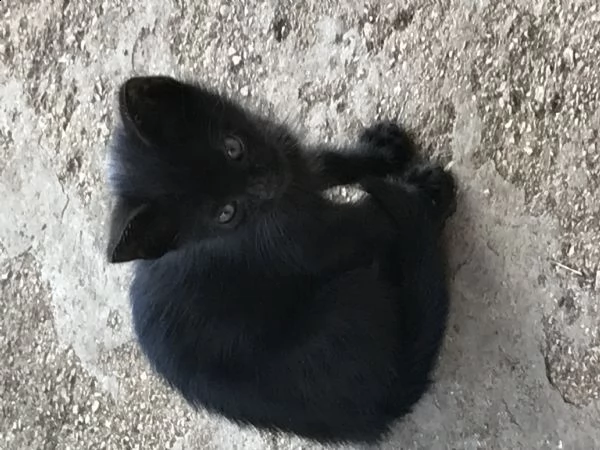 regalo gattino nero maschio   | Foto 1