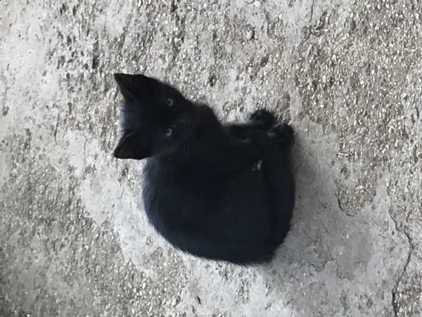 regalo gattino nero maschio   | Foto 0