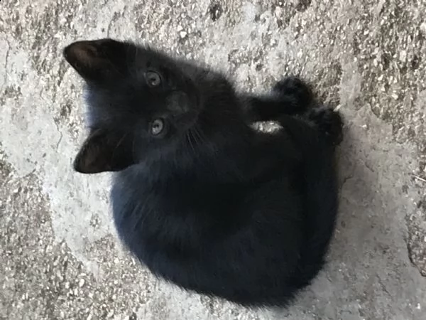 regalo gattino nero maschio  