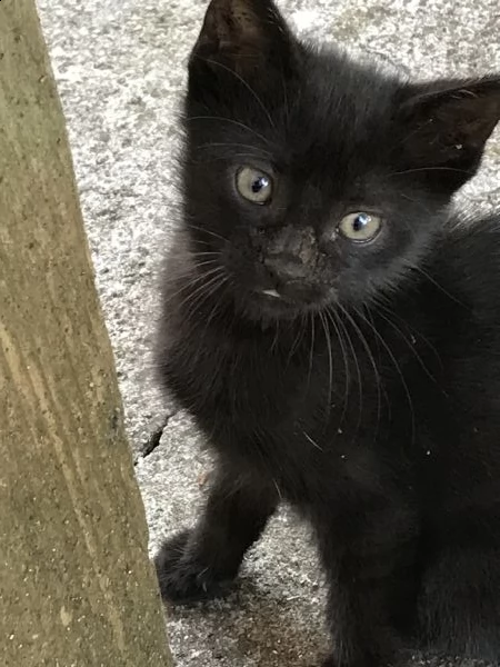 gattino nero maschio  | Foto 1