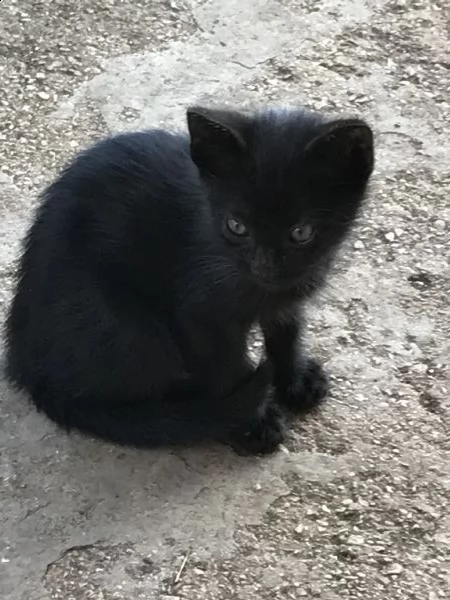 gattino nero maschio  | Foto 0