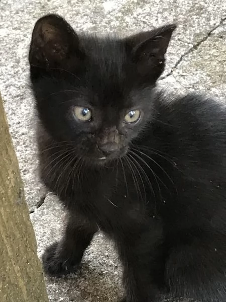 gattino nero maschio 
