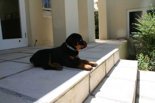 rottweiler cuccioli | Foto 0