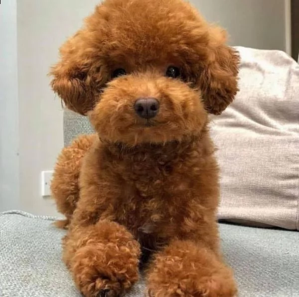 cuccioli di cane barboncino toy