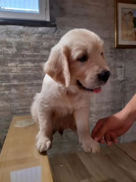 cuccioli di razza golden retriver maschi o femmine