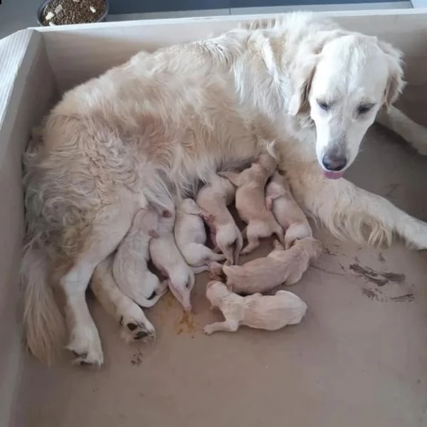 cuccioli di razza golden retriver maschi o femmine | Foto 6