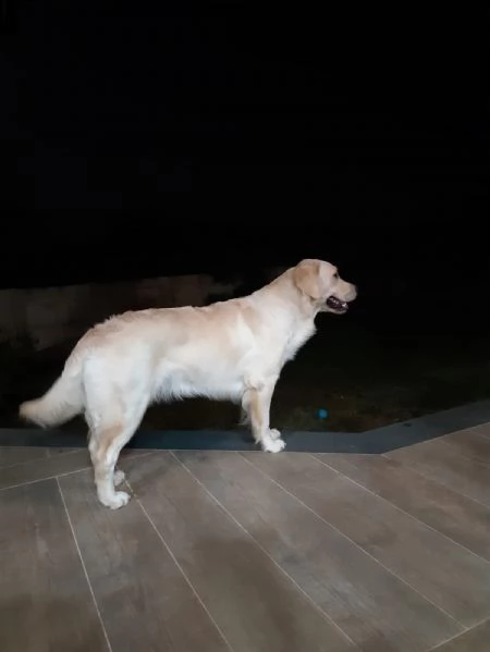 cuccioli di razza golden retriver maschi o femmine | Foto 4