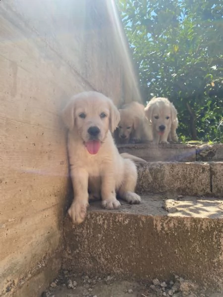 cuccioli di razza golden retriver maschi o femmine | Foto 3