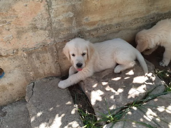 cuccioli di razza golden retriver maschi o femmine | Foto 2