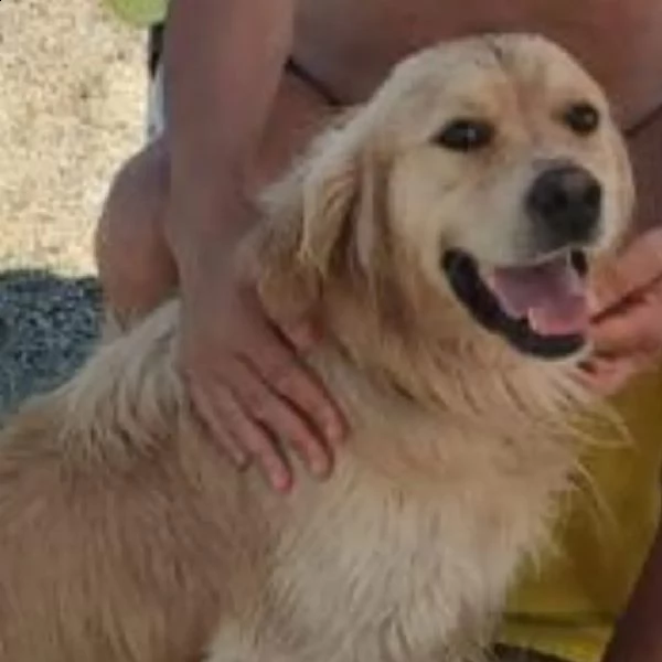 cuccioli di razza golden retriver maschi o femmine | Foto 1